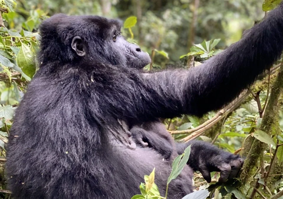 booking-a-gorilla-habituation-safari-in-uganda