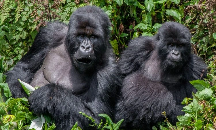 exploring-kigezi-gorillas-and-lake-bunyonyi