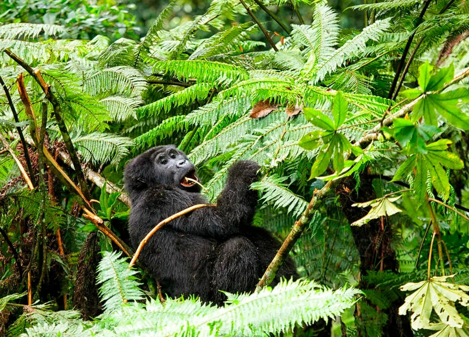 gorilla-trekking-in-nkuringo-sector-bwindi