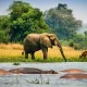 top-10-wildlife-experiences-in-uganda