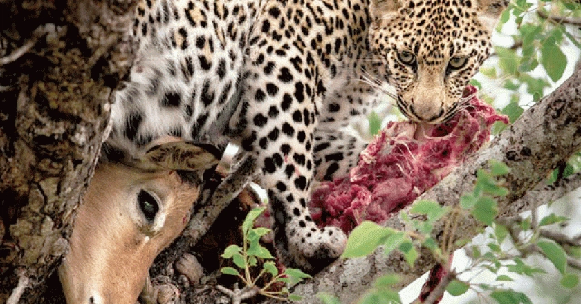 can-i-start-a-uganda-safari-from-rwanda-kigali