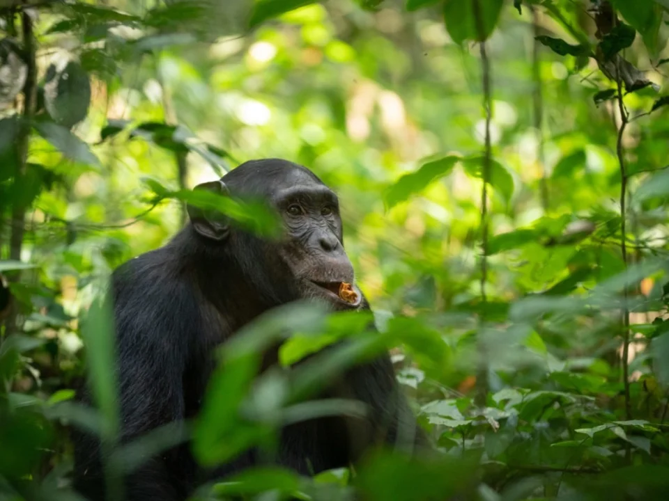 10-things-you-must-know-before-going-chimp-trekking-in-uganda