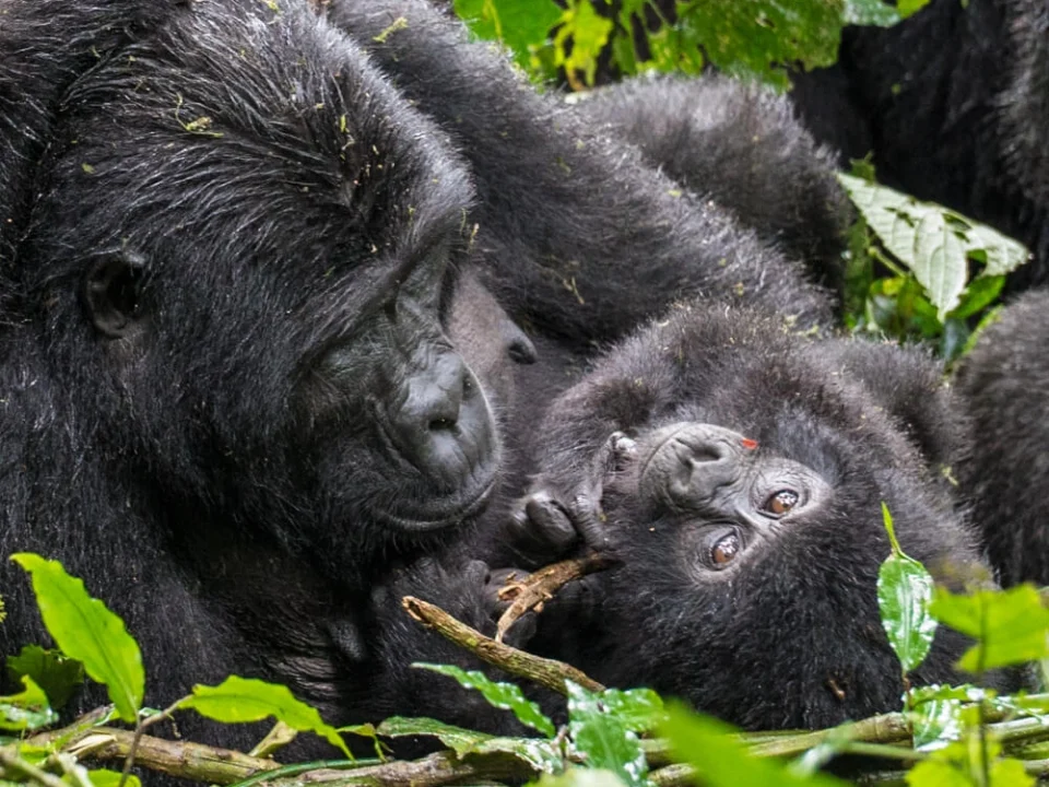 gorilla-trekking-tours-in-uganda-all-you-need-to-know