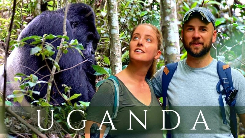 one-week-in-uganda-safari-gorillas-chimps-big-five-tour