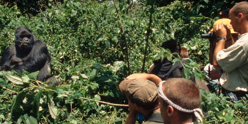 comparing-rwanda-gorilla-trekking-and-uganda-gorilla-trekking