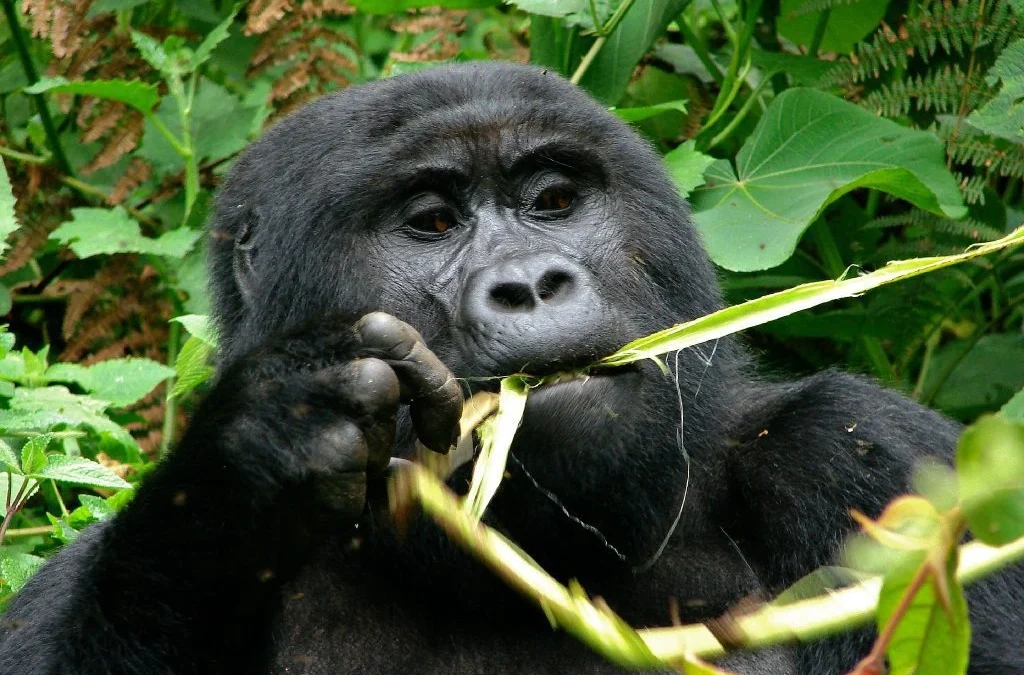 rwanda-vs-uganda-which-country-offers-the-better-safari