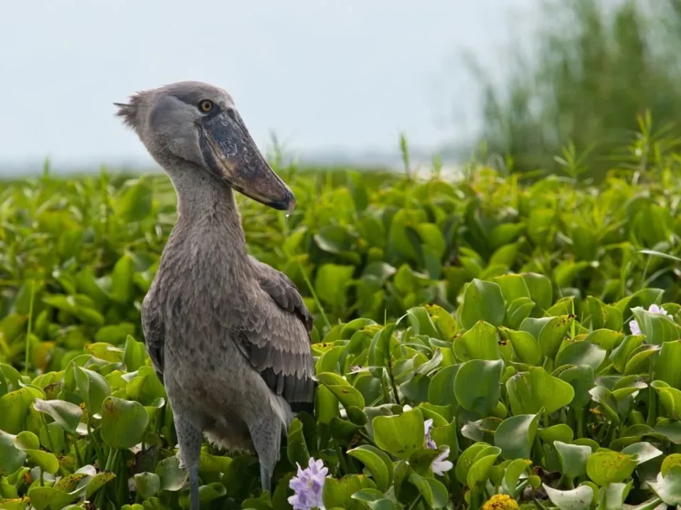 top-10-birding-spots-in-east-africa-every-birder-must-visit