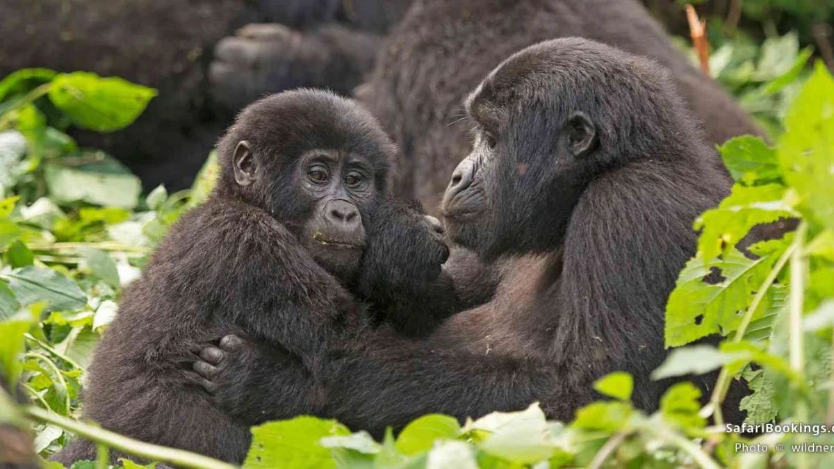 how-to-book-a-gorilla-trekking-permit-in-uganda