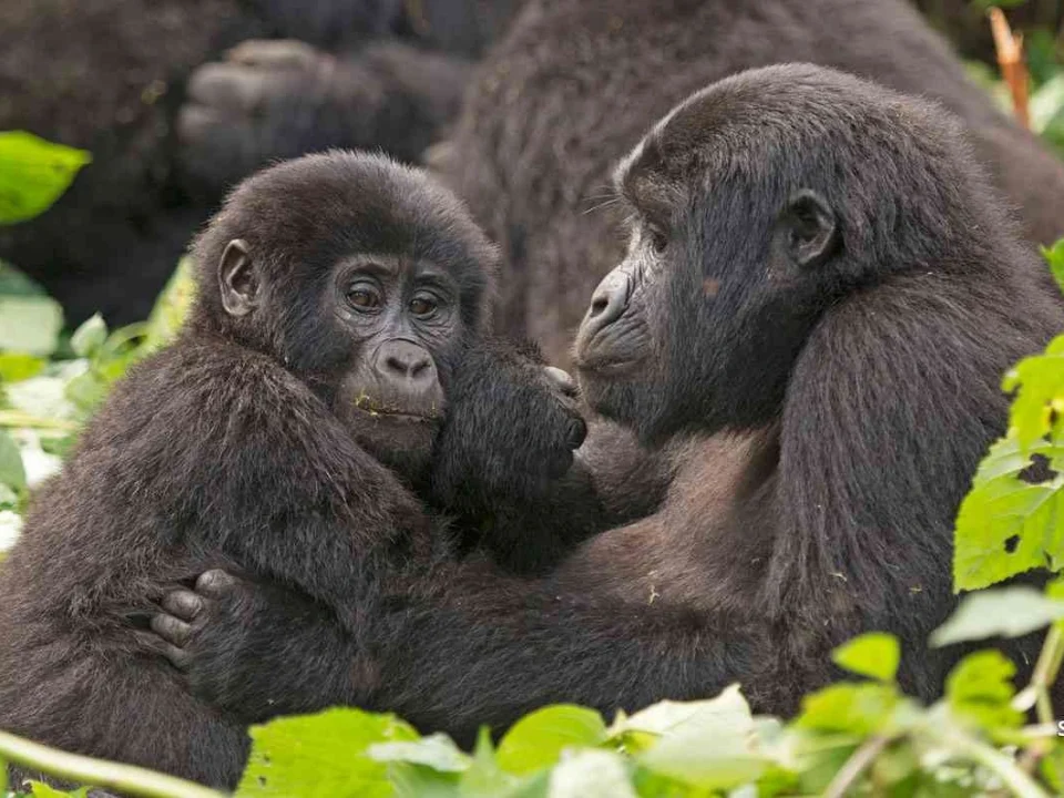 how-to-book-a-gorilla-trekking-permit-in-uganda