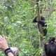 kibale-forest-chimpanzee-tracking