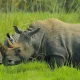 rhino-tracking-in-ziwa-uganda