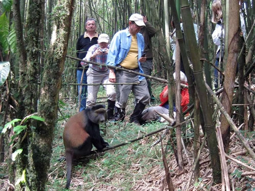 golden-monkey-trekking