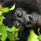 uganda-safari-packages-with-gorilla-permits-included