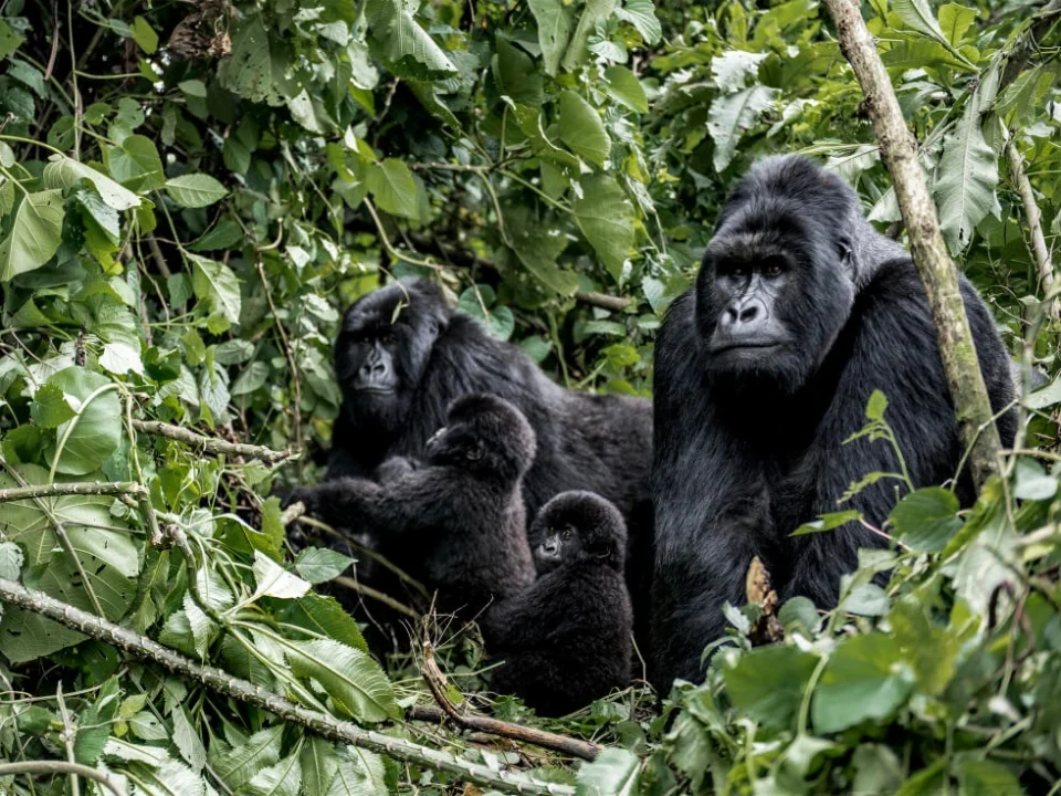 gorilla-trekking-safari-checklist-for-travelers