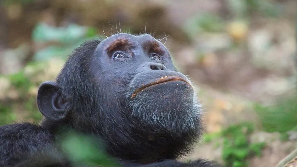 how-many-chimpanzees-are-in-budongo-forest