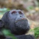 how-many-chimpanzees-are-in-budongo-forest