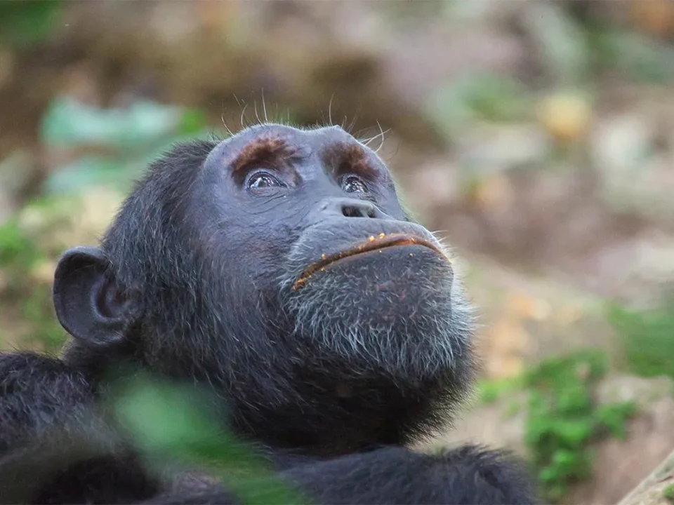 how-many-chimpanzees-are-in-budongo-forest