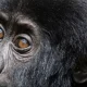 2-days-mgahinga-gorilla-safari-from-kigali