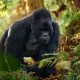 gorilla-trekking-in-africa-why-uganda-leads-the-experience