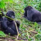 bwindi-gorilla-trekking