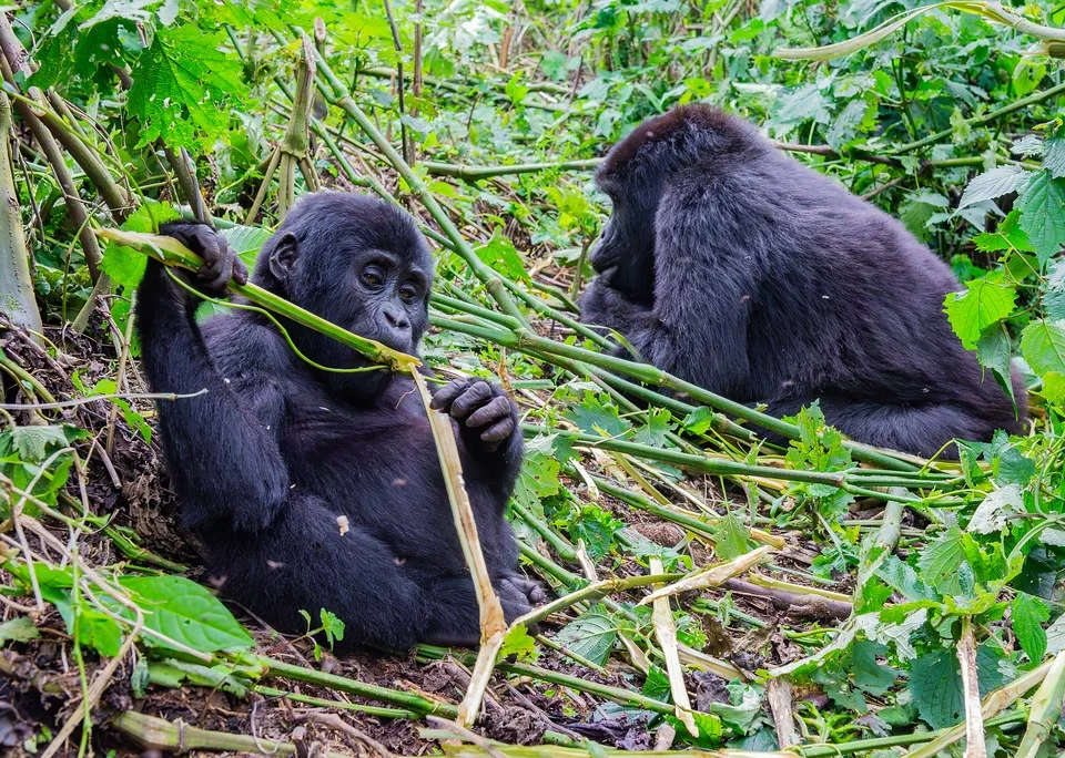 bwindi-gorilla-trekking