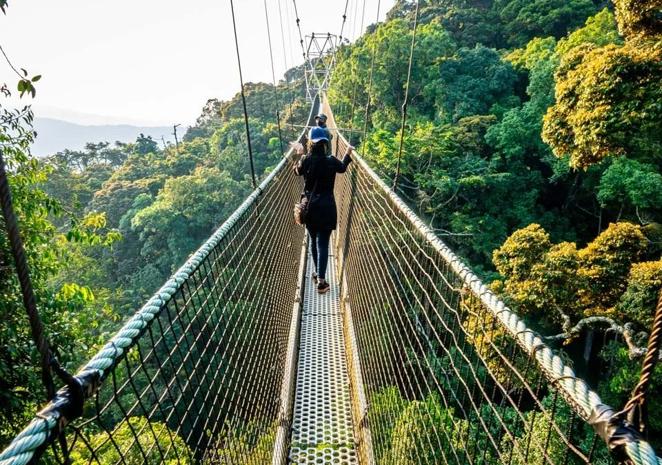 canopy-walk-in-nyungwe-forest