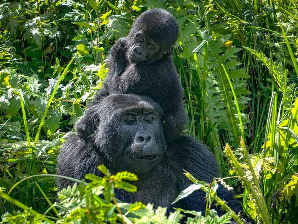 uganda-gorilla-trekking-vs-wildlife-safari