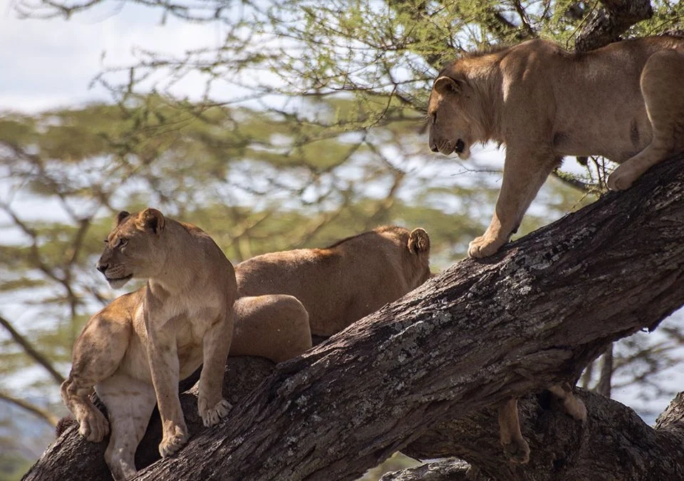 big-five-safari-experiences-in-uganda