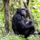 kalinzu-forest-chimpanzee-tracking