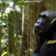 tracking-the-big-five-and-primates-in-uganda