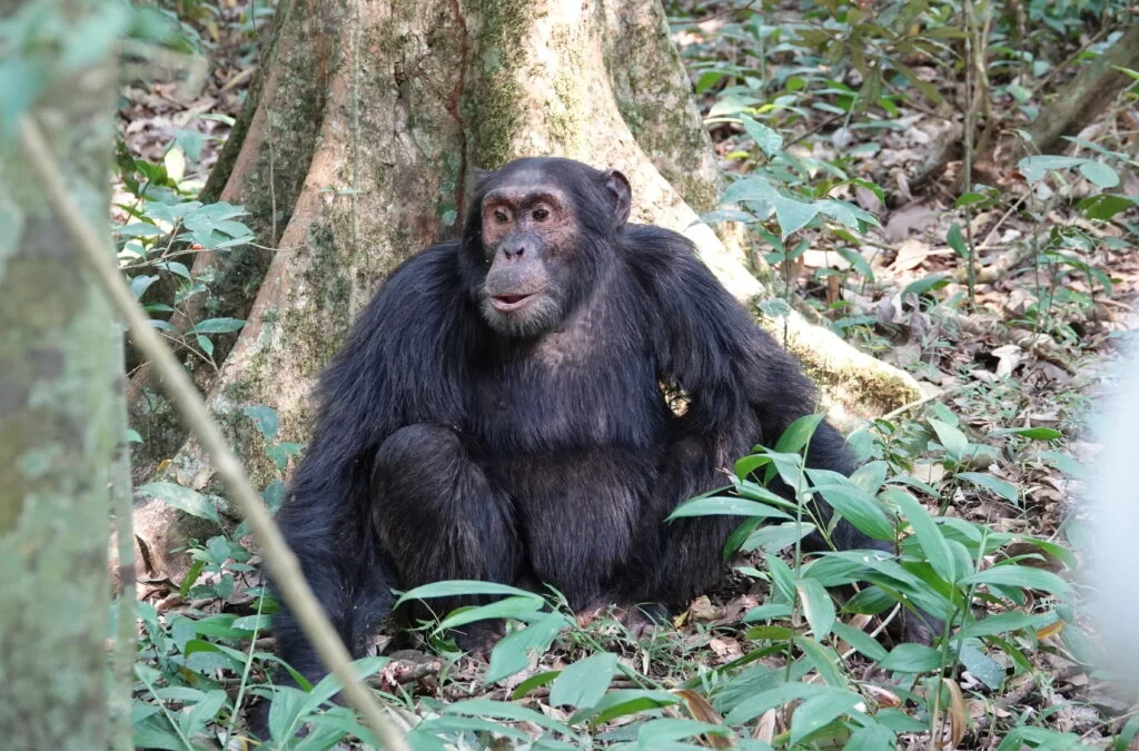 affordable-uganda-chimpanzee-trekking-tours-for-2026-2027-2028