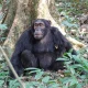 affordable-uganda-chimpanzee-trekking-tours-for-2026-2027-2028