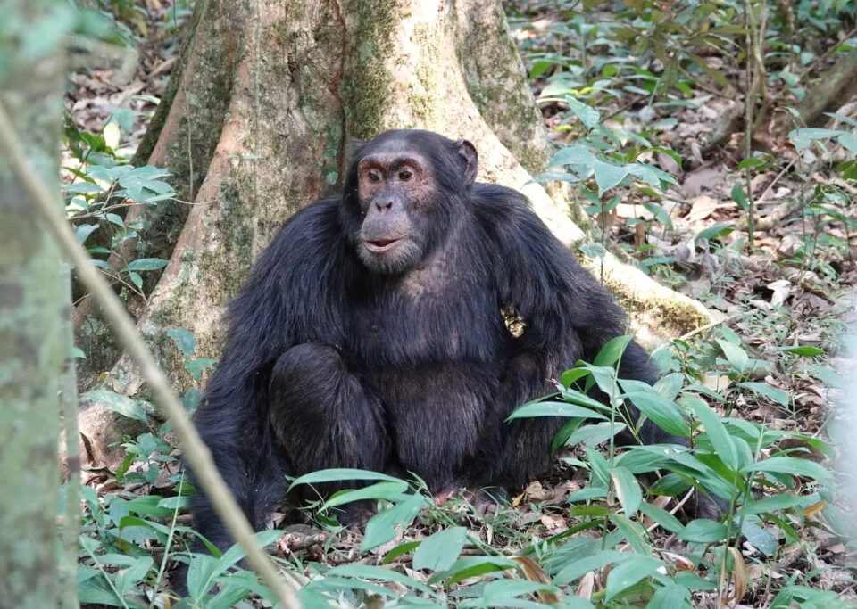 affordable-uganda-chimpanzee-trekking-tours-for-2026-2027-2028