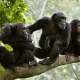 kyambura-gorge-chimpanzee-tracking