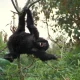 mgahinga-vs-bwindi-for-gorilla-trekking-which-park-is-better