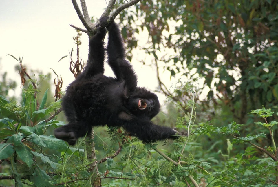 mgahinga-vs-bwindi-for-gorilla-trekking-which-park-is-better