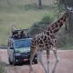 africa-safari-packages