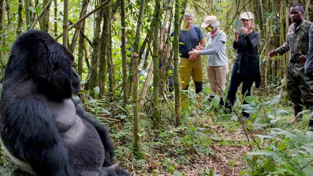 how-much-does-gorilla-trekking-from-rwanda-to-uganda-cost