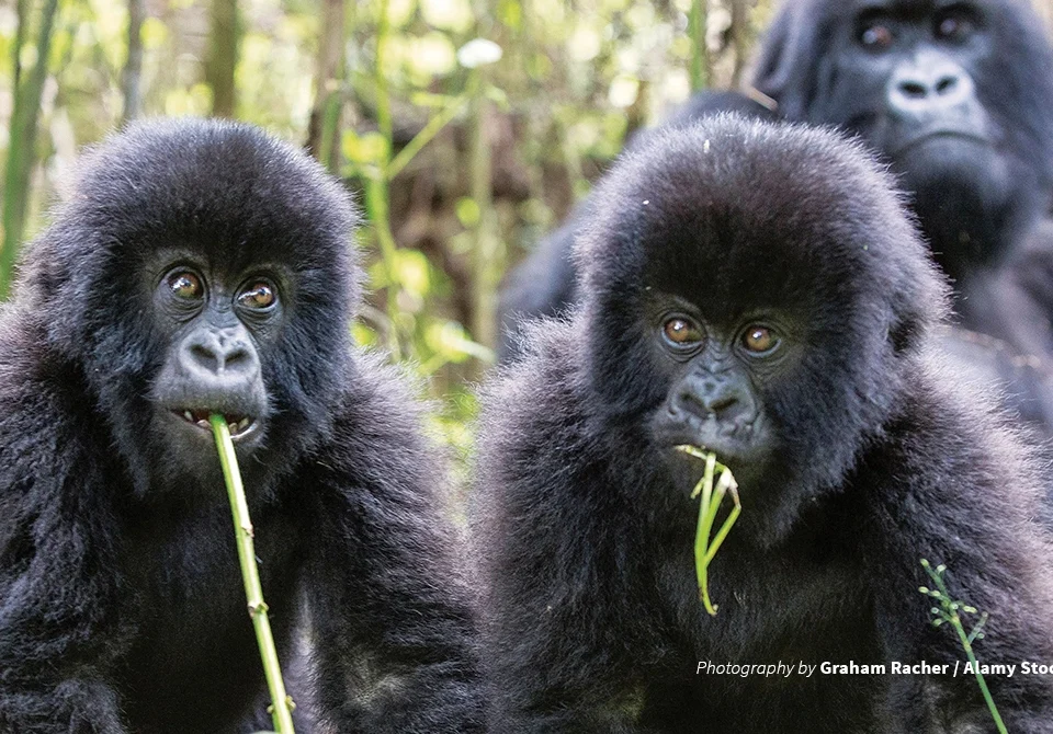 how-are-mountain-gorillas-protected-in-uganda-and-rwanda