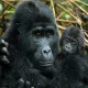 how-to-combine-gorilla-and-chimp-trekking-in-one-uganda-trip