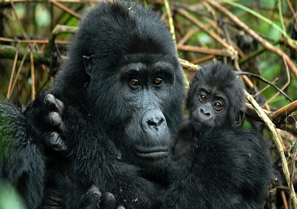 how-to-combine-gorilla-and-chimp-trekking-in-one-uganda-trip