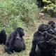 best-combined-gorilla-and-wildlife-safaris-in-east-africa