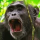 why-kibale-forest-is-africas-best-chimpanzee-tracking
