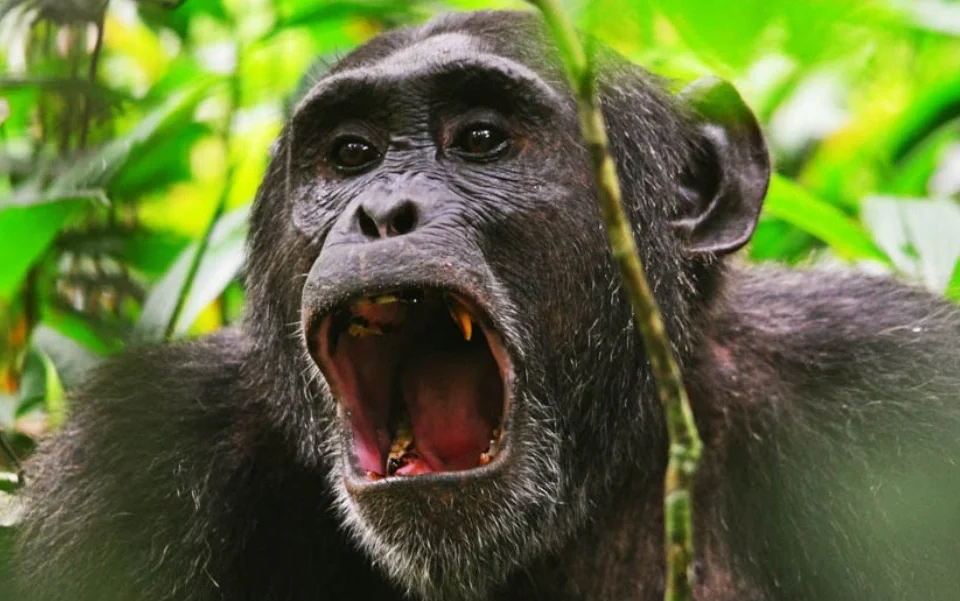 why-kibale-forest-is-africas-best-chimpanzee-tracking