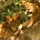 safari-activities-around-queen-elizabeth-national-park