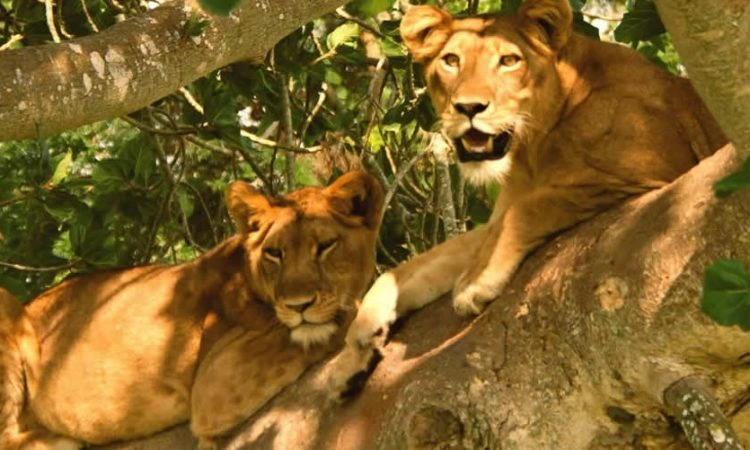 safari-activities-around-queen-elizabeth-national-park