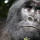 kigali-to-bwindi-gorilla-trekking-safari-tours