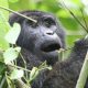 weekend-short-gorilla-trek-trips-in-uganda-from-kigali
