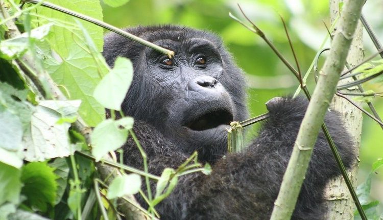weekend-short-gorilla-trek-trips-in-uganda-from-kigali