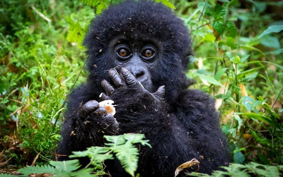 best-time-of-year-to-go-gorilla-trekking-in-uganda-and-rwanda